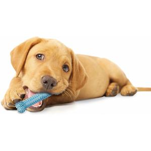 983239eu-jouet-pour-chien-nylabone-puppy-teething-dental-chew-blue-chicken-xs-bleu-xs
