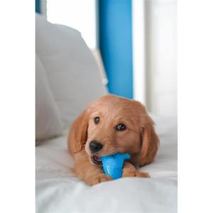 983705eu-jouet-pour-chien-nylabone-puppy-teething-dental-dino-chicken-flavour-s-bleu-s