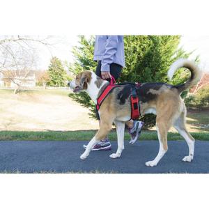 product/p/e/petsafe_cy0573_1.jpg