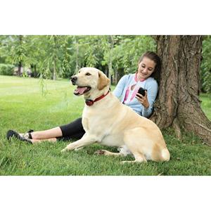 product/p/e/petsafe_cy0610_1.jpg