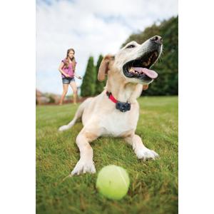 product/p/e/petsafe_cy0916_4.jpg