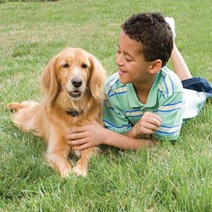 product/p/e/petsafe_cy0978_1.jpg