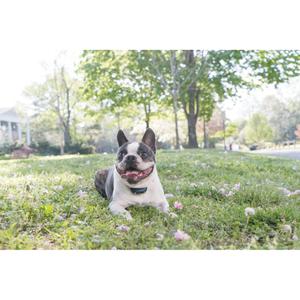product/p/e/petsafe_cy1058_1.jpg