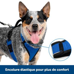 product/p/e/petsafe_cy1165_blue_2.jpg