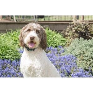 product/p/e/petsafe_cy1310_1.jpg