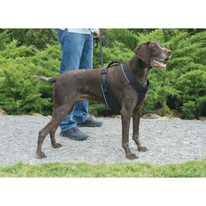 product/p/e/petsafe_cy2023_3.jpg