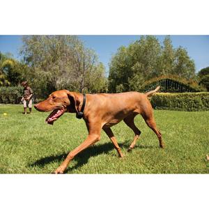 product/p/e/petsafe_cy3327_3.jpg