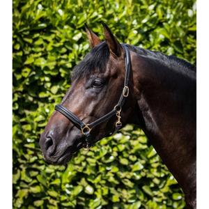 product/p/r/premier-equine_8099-cblk_1.jpg