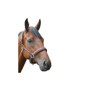 product/p/r/privilege-equitation_169523-marron_1.jpg