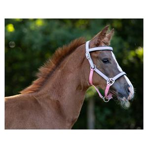 product/q/h/qhp_1164-fp_flamingo-pink_4.jpg