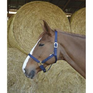 510031007-licol-pour-cheval-riding-world-marine