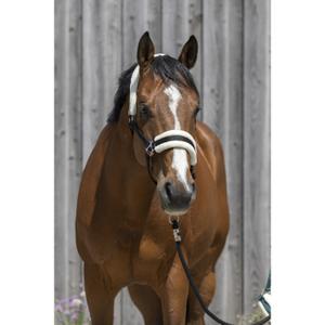 510242002-licol-pour-cheval-en-mouton-synthetique-riding-world-noir
