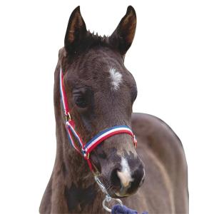 463460-licol-pour-poulain-roma-foal-red-white-blue-foal