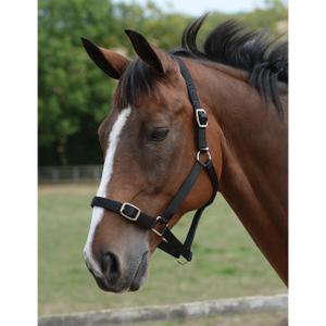 464531-ensemble-licol-et-longe-pour-cheval-roma-black