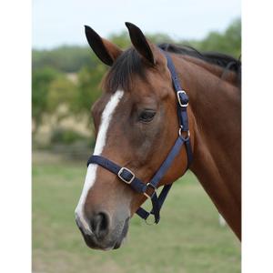 464536-ensemble-licol-et-longe-pour-cheval-roma-navy