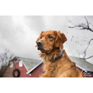 product/s/p/sportdog_cy0778_2.jpg