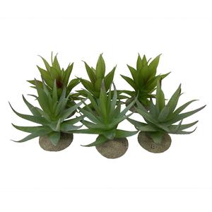 242-465899-aloe-decoratif-pour-terrarium-terra-della-couleurs-melangees-12x11x11-5-cm