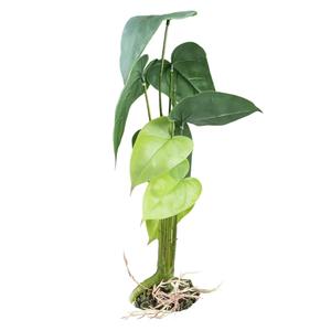 242-480823-decoration-d-aquarium-alocasia-terra-della-vert
