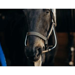 bb-001-calmant-pour-chevaux-thinline-halter-busy-buddy-marron-tu