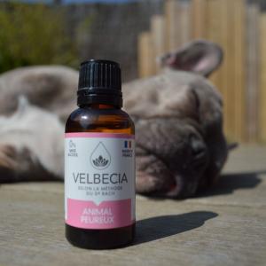 product/v/e/velbecia_3004572_1.jpg