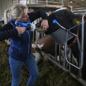 104500-accessoire-pour-bovins-leve-tete-vink-argente-tu